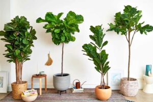 Decorate your room with minimal fake plants.
